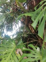 Führung durch die herrliche Gartenanlage der Quinta Splendida, Monstera