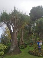 Führung durch die herrliche Gartenanlage der Quinta Splendida