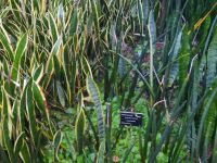 Besuch des prachtvollen Botanischen Gartens von Funchal