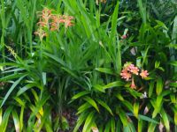 Besuch des prachtvollen Botanischen Gartens von Funchal