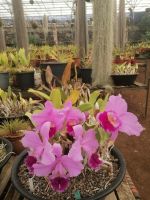 Besichtigung der Quinta da Boa Vista, Orchideengarten