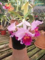 Besichtigung der Quinta da Boa Vista, Orchideengarten