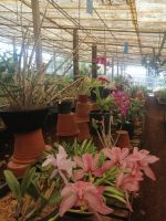 Besichtigung der Quinta da Boa Vista, Orchideengarten