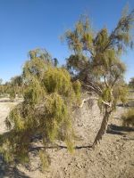 Kunja-Urgentsch: Wüstenstrauch Saxaul, Turkmenistan