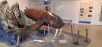 Walross Exponat Seehundstation Norddeich