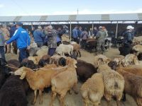 Besuch des Viehmarktes in Karakol