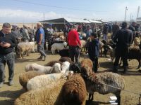 Besuch des Viehmarktes in Karakol