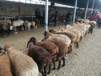 Besuch des Viehmarktes in Karakol