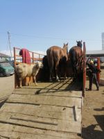 Besuch des Viehmarktes in Karakol