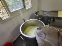 Herstellung von Haloumi 