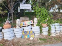 Loullas Haloumi Farm
