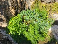 Xlendi Bay/Gozo/Malta