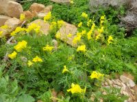 Megalith-Tempelanlage Mnajdra/Malta