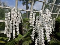 3. Tag: Stadtrundfahrt durch Singapur – Nationaler Orchideengarten im Botanischen Garten