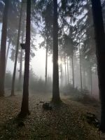 Wald Wipfel Weg St. Englmar 