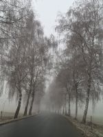 Fahrt durch den Nationalpark Bay. Wald