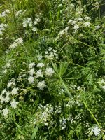 Natur