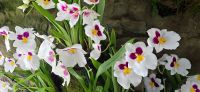 Orchideen Garten (2)