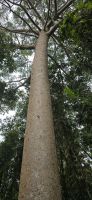Kuranda rainforest (1)