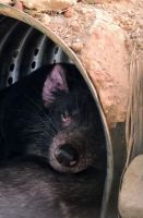 Kurandas Tierwelt (1)