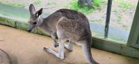 Kurandas Tierwelt (3)