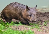 Kurandas Tierwelt (4)