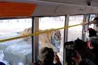 Sibirischer Tiger Park in Harbin - China