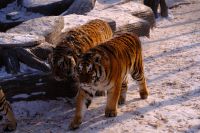 Sibirischer Tiger Park in Harbin - China