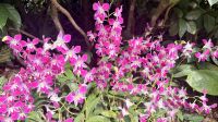 Orchideen Garten, Singapur 