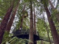 10. Tag: Rotorua bis Tongariro-Nationalpark – Redwoods – Whakarewarewa Forest bei Rotorua