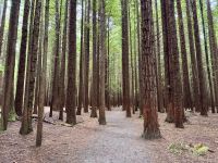 10. Tag: Rotorua bis Tongariro-Nationalpark – Redwoods – Whakarewarewa Forest bei Rotorua