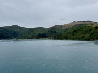 13. Tag: Wellington bis Kaikoura – Überfahrt mit der Fähre auf die Südinsel – Fahrt durch die Marlborough Sounds