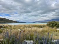 14. Tag – Kaikoura bis Lake Tekapo – Spaziergang am Lake Tekapo