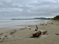 15. Tag: Lake Tekapo bis Dunedin – Spaziergang zu den Moeraki Boulders