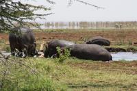 Hippo-Pool im Lake Manyara Nationalpark