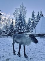 5. Tag - Rentier, Finnland