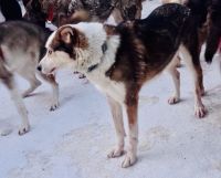 5. Tag - Besuch auf der Huskyfarm, Finnland 