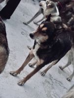 5. Tag - Besuch auf der Huskyfarm, Finnland