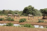 Im Lake Manyara Nationalpark