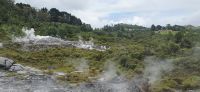 Te Puia (7)