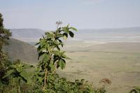 Blick in den Ngorongoro Crater