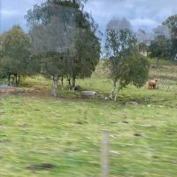 Coo – Hochlandrind