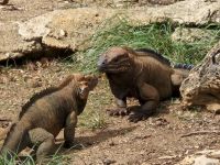 Leguane bei der Tropfsteinhöhle Cueva de la Maravillas