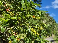 Kaffee in den Blue Mountains, Jamaika