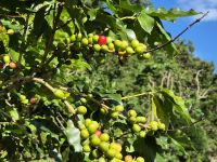 Kaffee in den Blue Mountains
