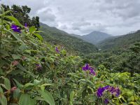 in den Blue Mountains