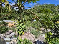 in den Blue Mountains