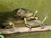 Mittelamerikanische Schmuckschildkröte