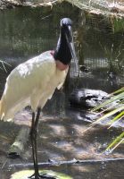 Jabiru Storch