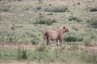 Löwen-Weibchen im Ngorongoro Crater